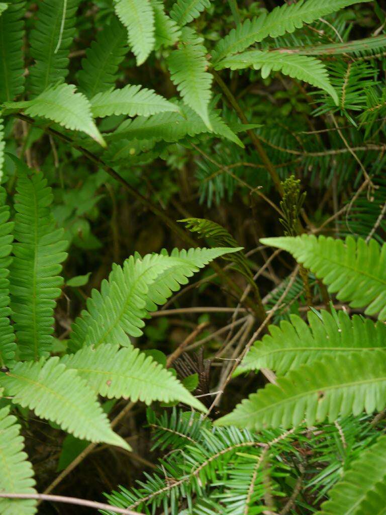 Image of Onoclea orientalis (Hook.) Hook.