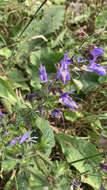 Imagem de Salvia forskaehlei L.