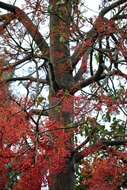 Imagem de Brachychiton acerifolius (A. Cunn. ex G. Don) F. Müll.