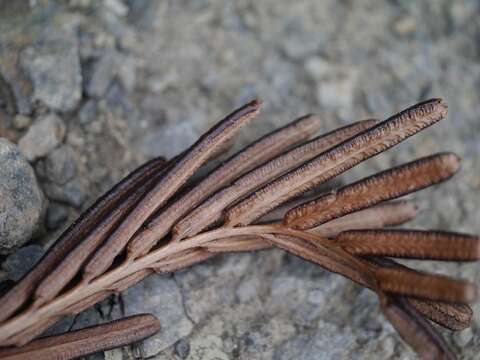 Image of Onoclea orientalis (Hook.) Hook.