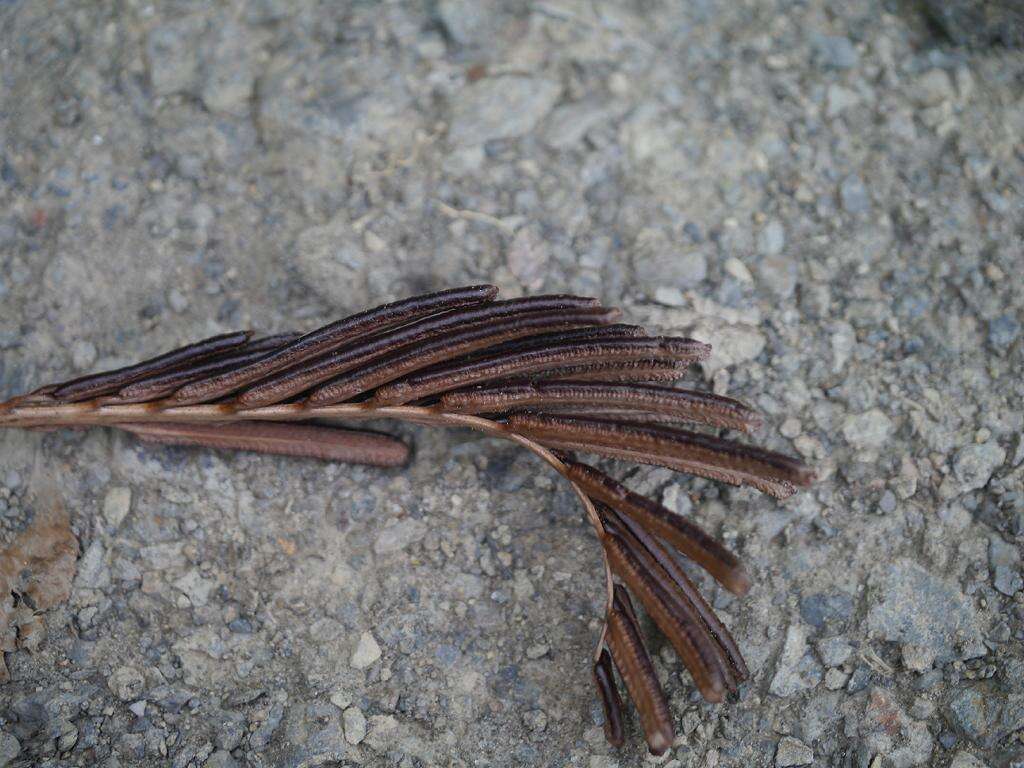 Image of Onoclea orientalis (Hook.) Hook.