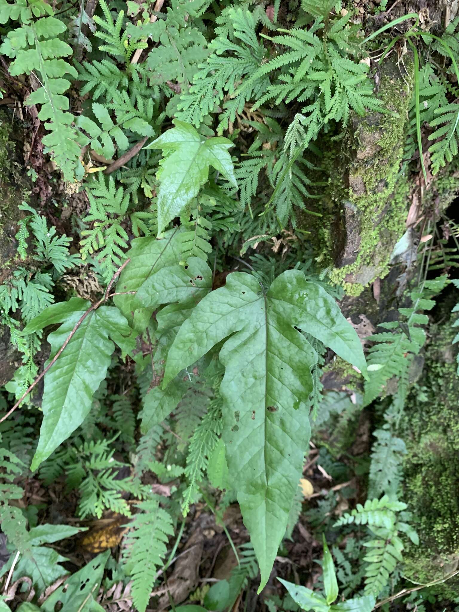 Image of Tectaria subtriphylla (Hook. & Arn.) Copel.