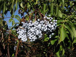 Image of Sambucus cerulea