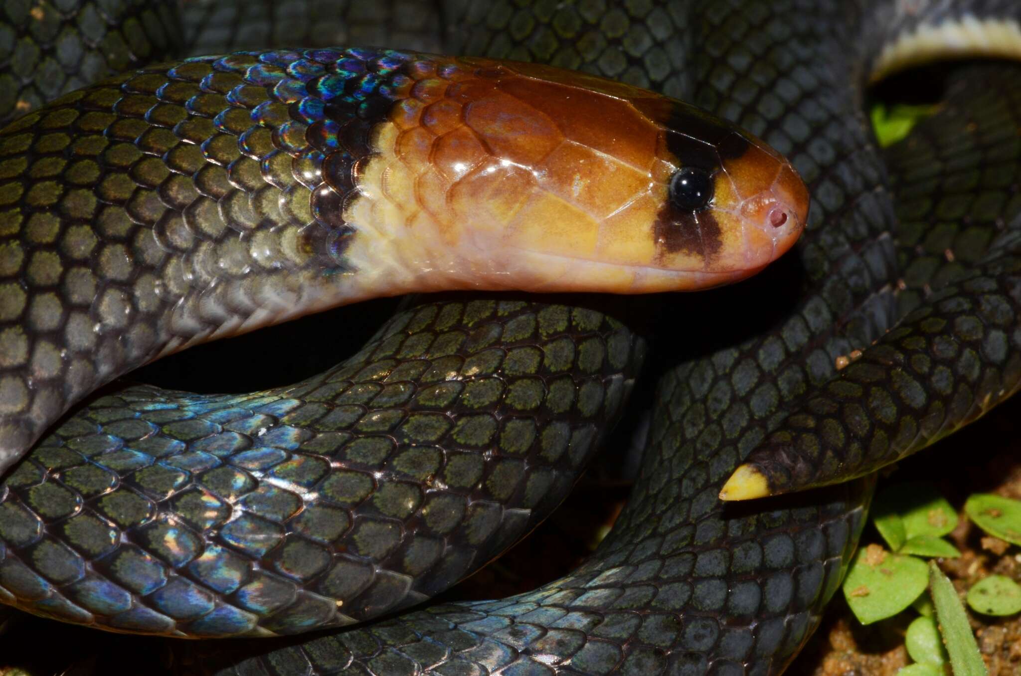 Image of Collared Snake-eater