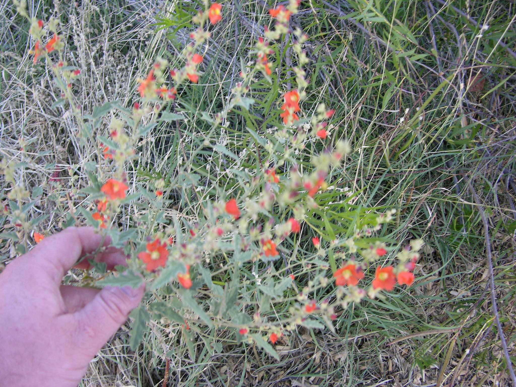 Sivun Sphaeralcea fendleri A. Gray kuva