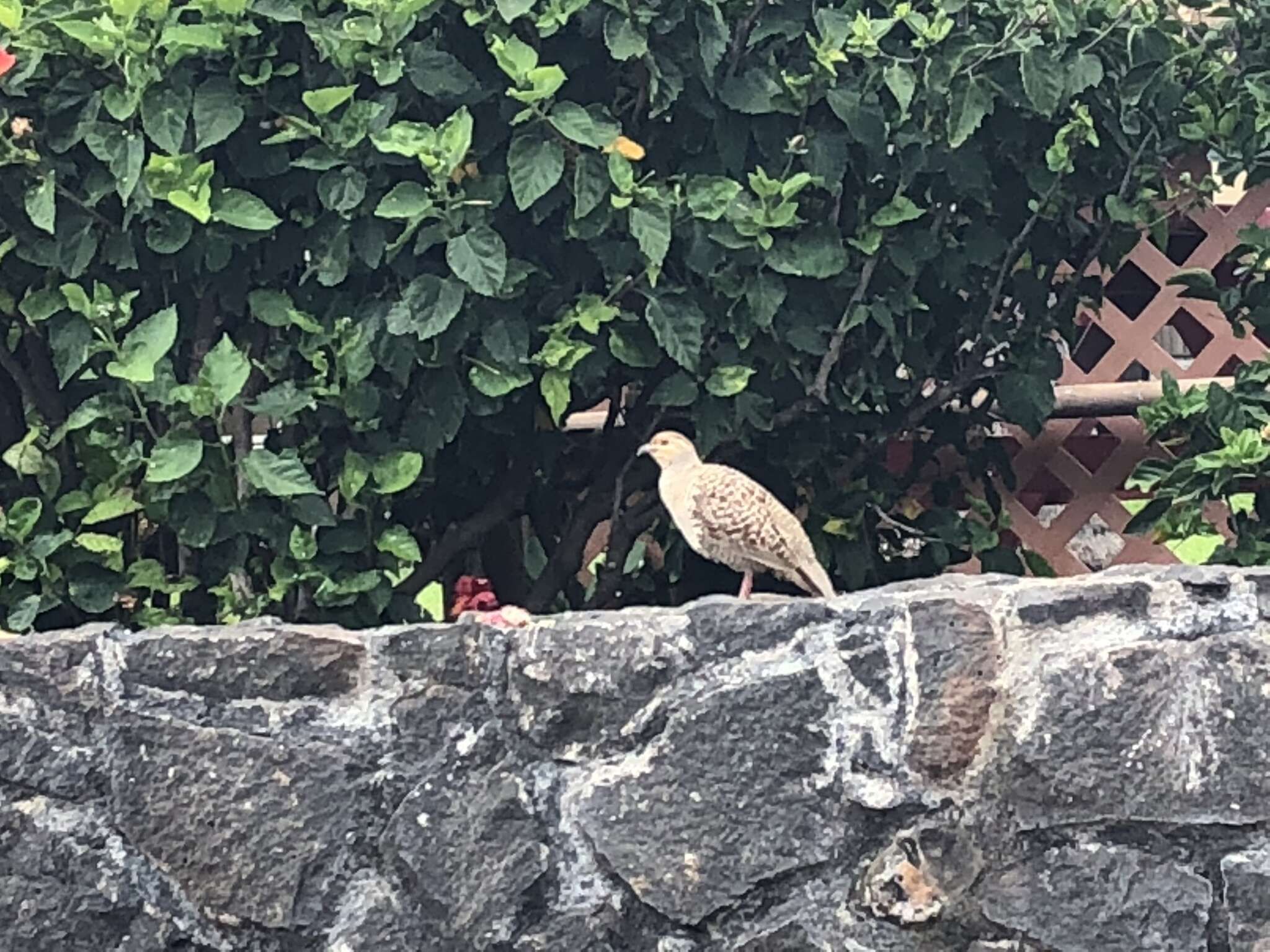 Image of Grey Francolin