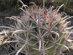 Image of Fire Barrel Cactus