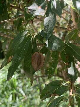 Image of Terminalia australis Cambess.