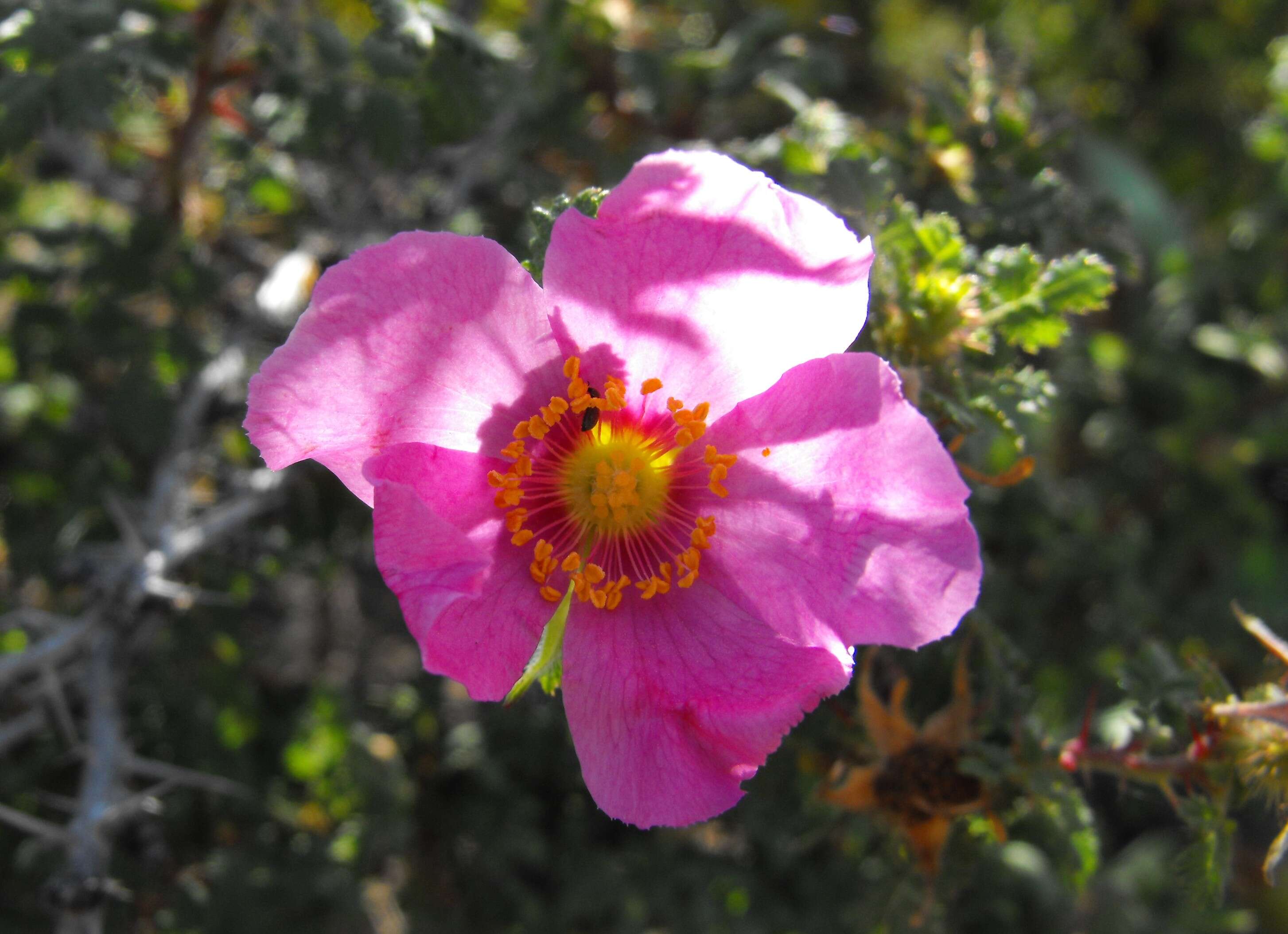 Image of Baja rose