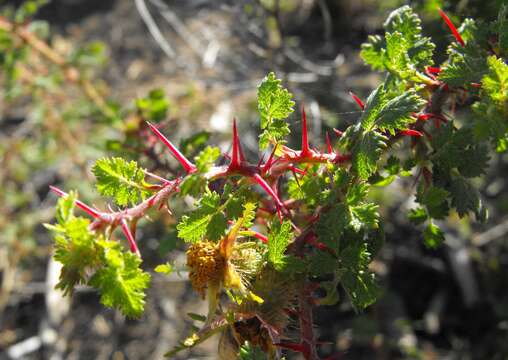 Image of Baja rose