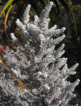 Plancia ëd Maireana sedifolia (F. Müll.) P. G. Wilson