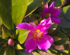 Image of Rose Cactus