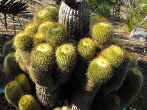 Image of Parodia lenninghausii (F. Haage) F. H. Brandt ex Eggli & Hofacker