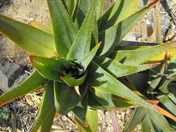 صورة Aloe succotrina Weston