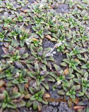 Image of Plantago triandra Bergg.