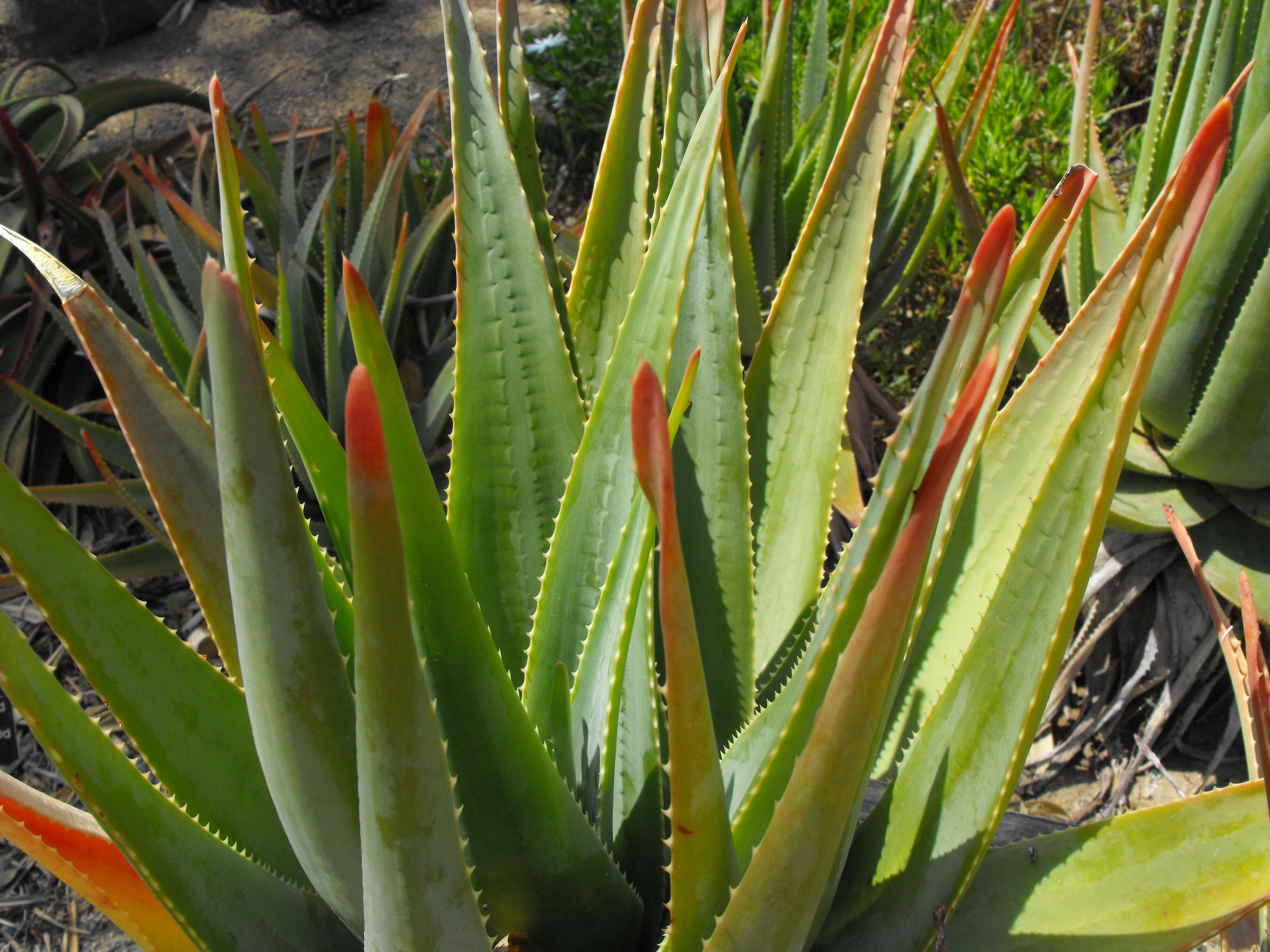 صورة Aloe succotrina Weston