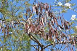 Plancia ëd Leucaena diversifolia (Schltdl.) Benth.