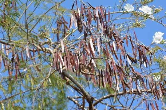 Plancia ëd Leucaena diversifolia (Schltdl.) Benth.