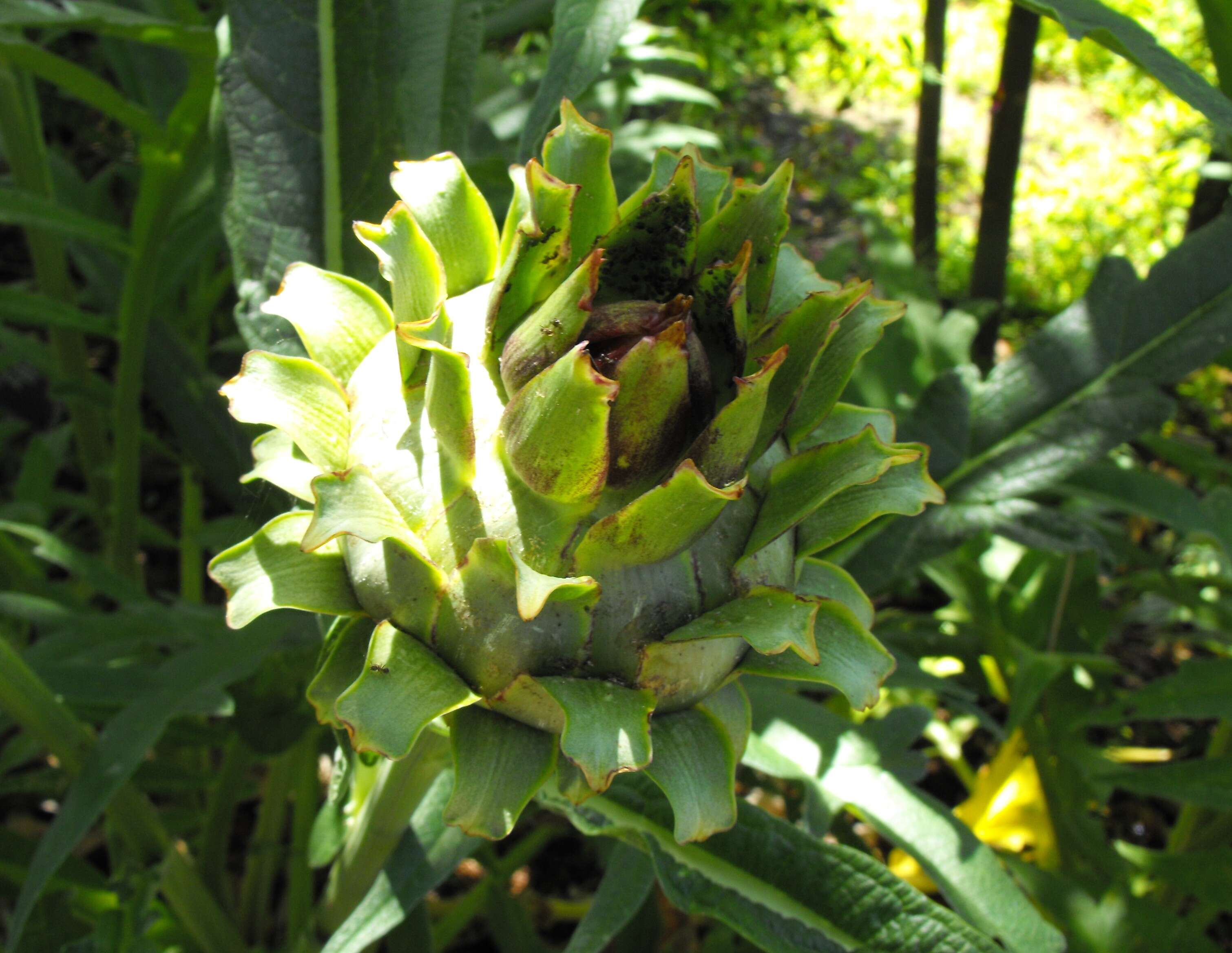 Image of cardoon