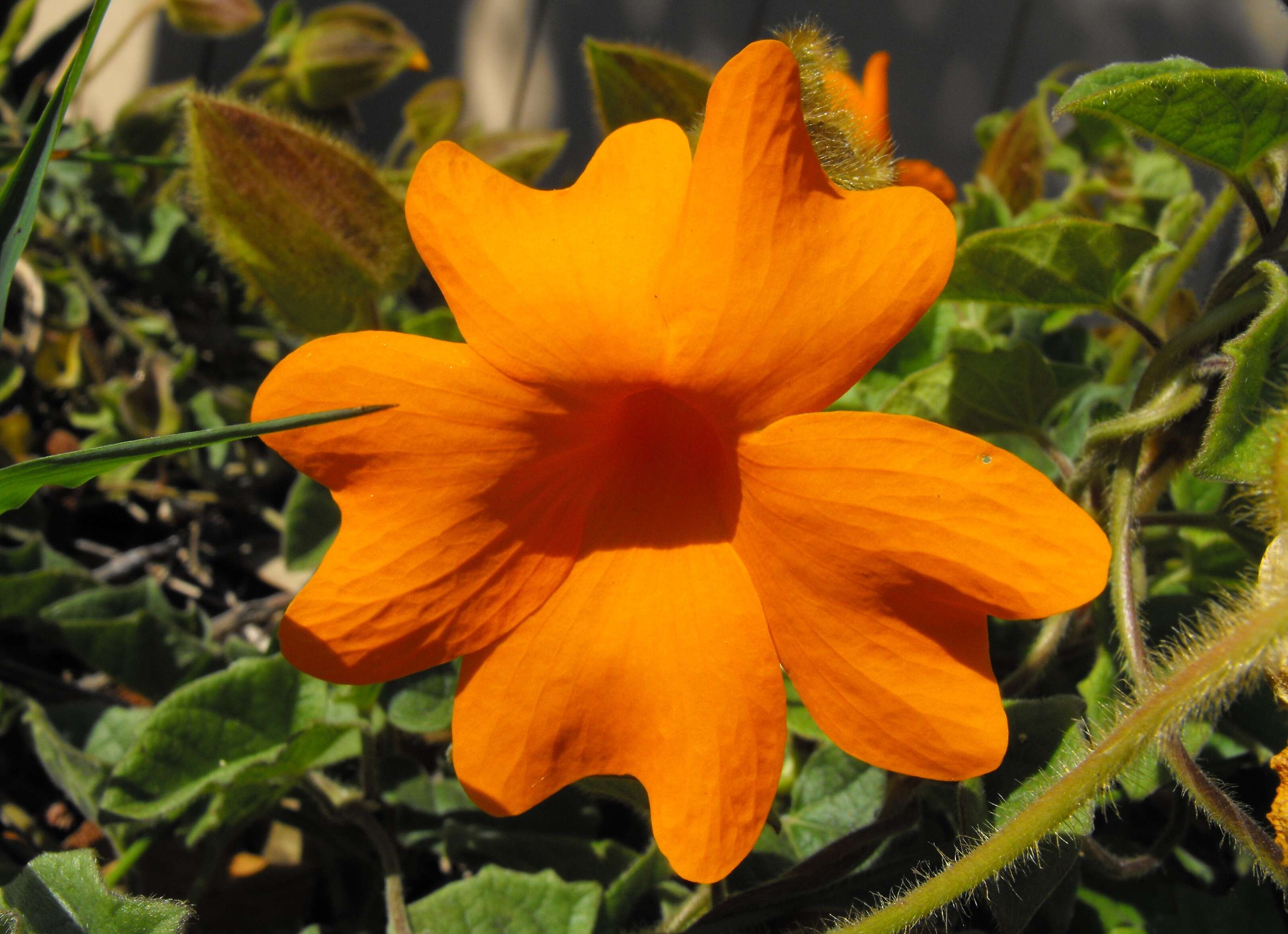 Image of Thunbergia gregorii S. Moore