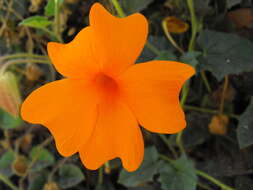 Image of Thunbergia gregorii S. Moore