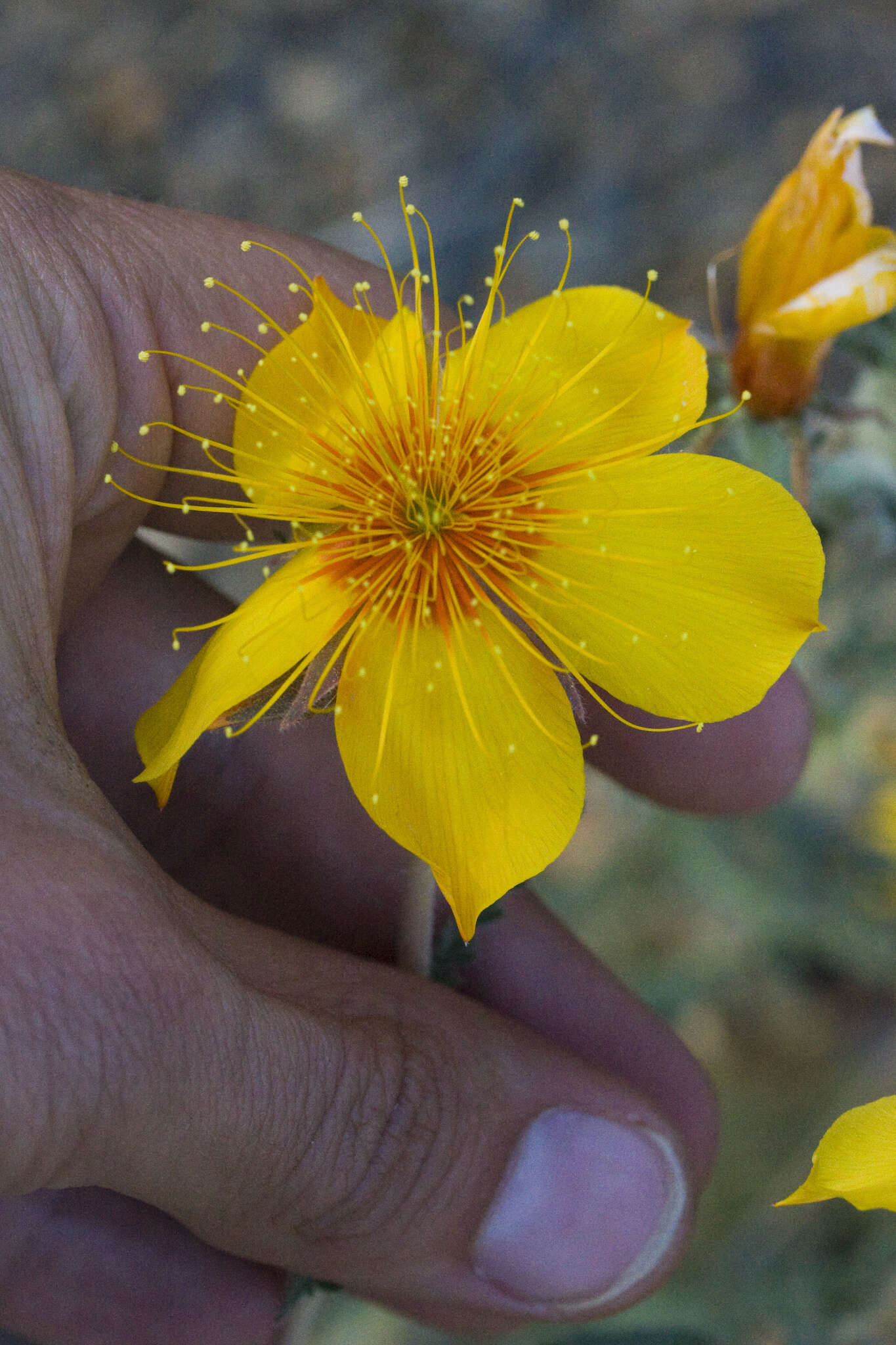 Image of Lindley's blazingstar