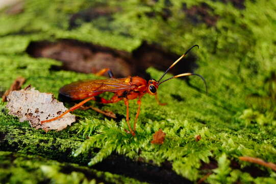 Image of Lymantrichneumon