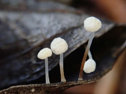 Image of Marasmius epiphyllus (Pers.) Fr. 1838