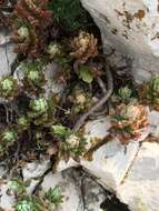 Image of Petrosedum sediforme (Jacq.) V. Grulich