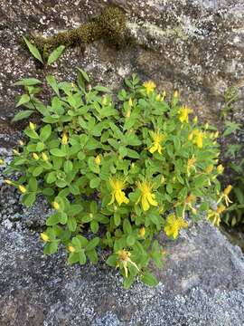 Image de Hypericum buckleyi M. A. Curt.