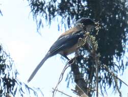 Image of Island Scrub Jay