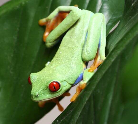 Image of Red-eyed Leaf frog