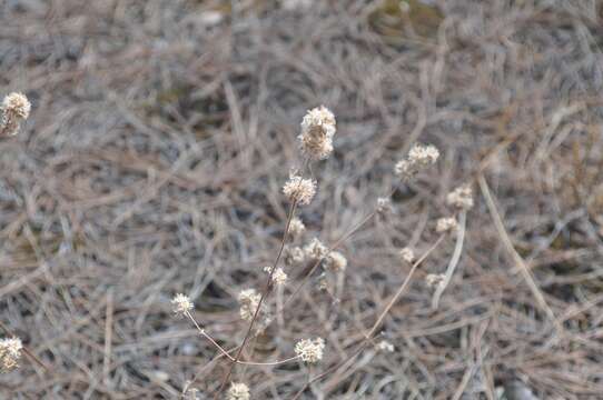 Image of Mastic Thyme