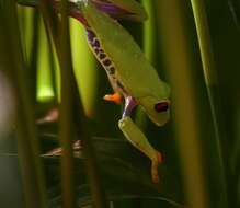 Image of Red-eyed Leaf frog