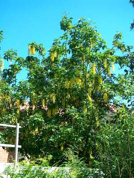 Image of Common Laburnum