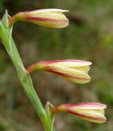 Hesperantha radiata subsp. radiata的圖片