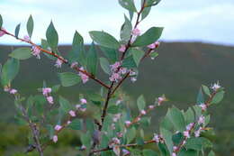 Image de Hakea neurophylla Meissn.