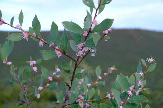 Imagem de Hakea neurophylla Meissn.