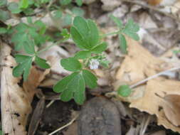 Image de Phacelia ranunculacea (Nutt.) Constance