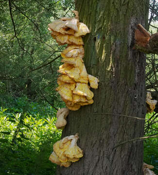 Image of Bracket Fungus