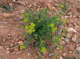 Image of serrate spurge