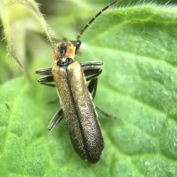 Image of Podabrus cavicollis