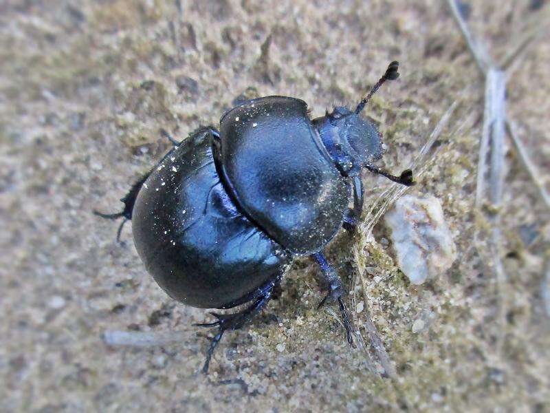 Image of Geotrupes vernalis