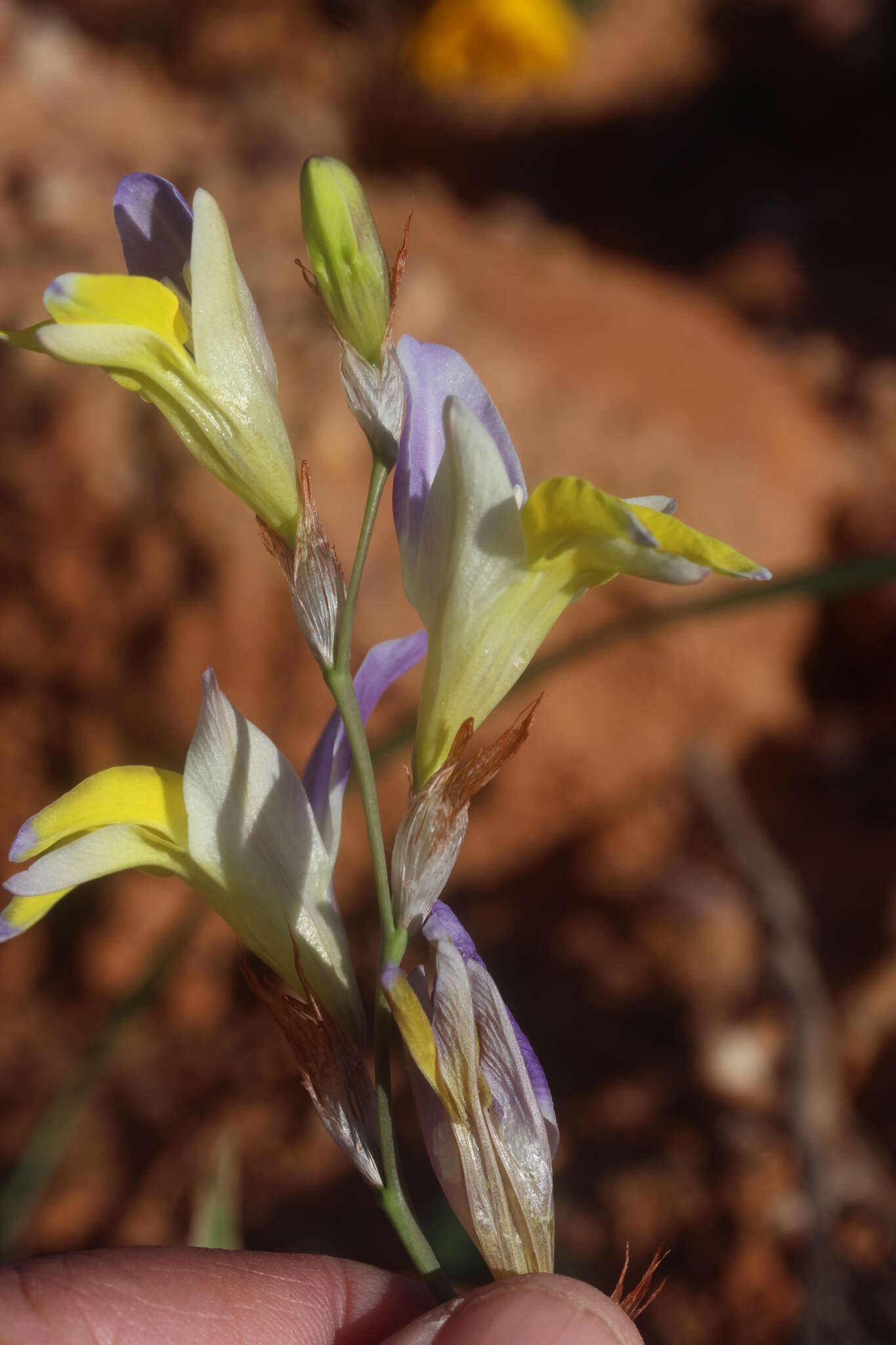 Image of Sparaxis auriculata Goldblatt & J. C. Manning
