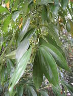 Image of laurel-leaf snailseed