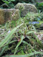 Image of Drosera adelae F. Muell.