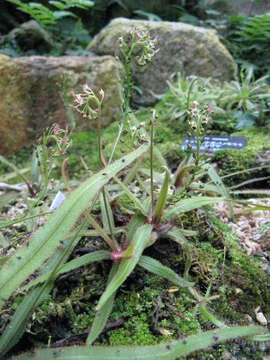 Image of Drosera adelae F. Muell.