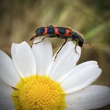 Image of <i>Trichodes leucopsideus</i>