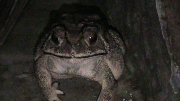 Image of Asian black-spined toad