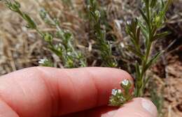 Image of flatspine stickseed